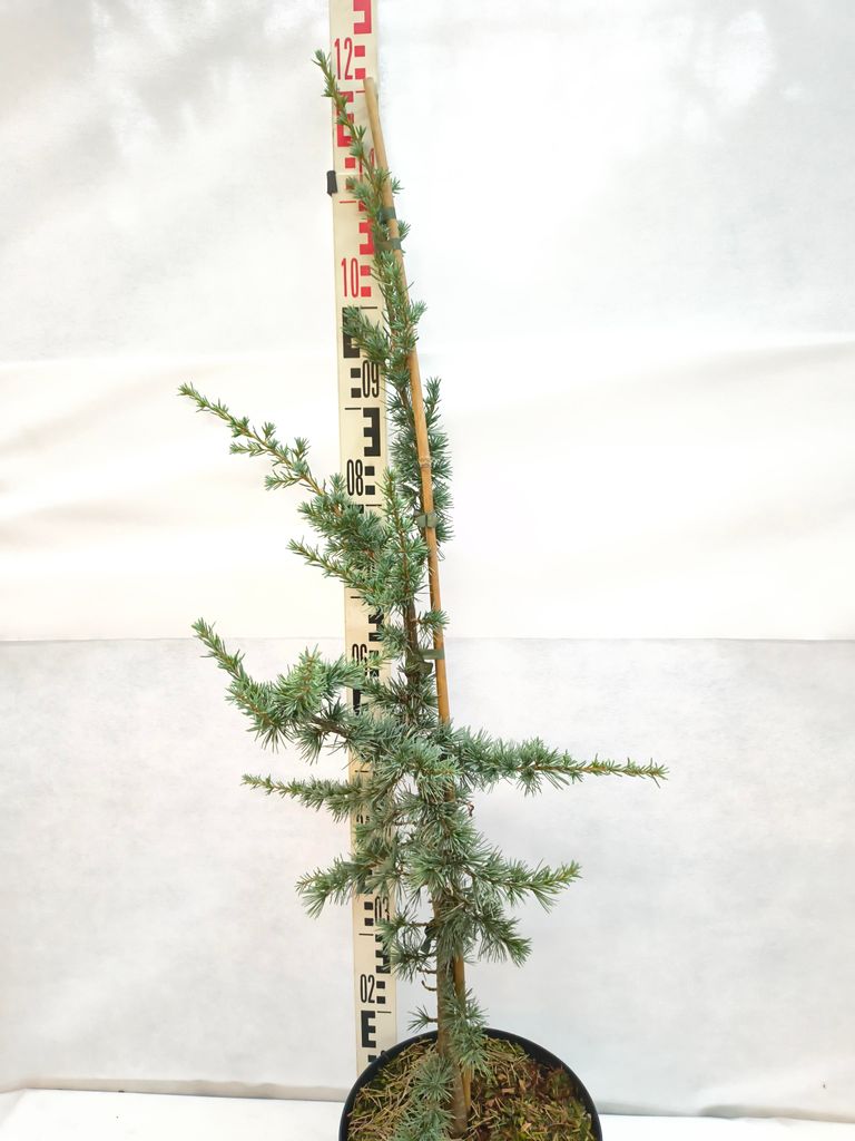 A young tree in a pot, with a measuring stick next to it.