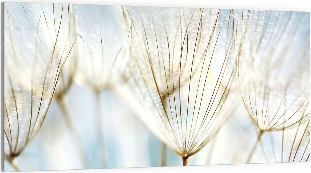 DEQORI Glasbild Echtglas 100x50 cm 'Löwenzahnsamen nah' Wandbild Bild modern Deko
