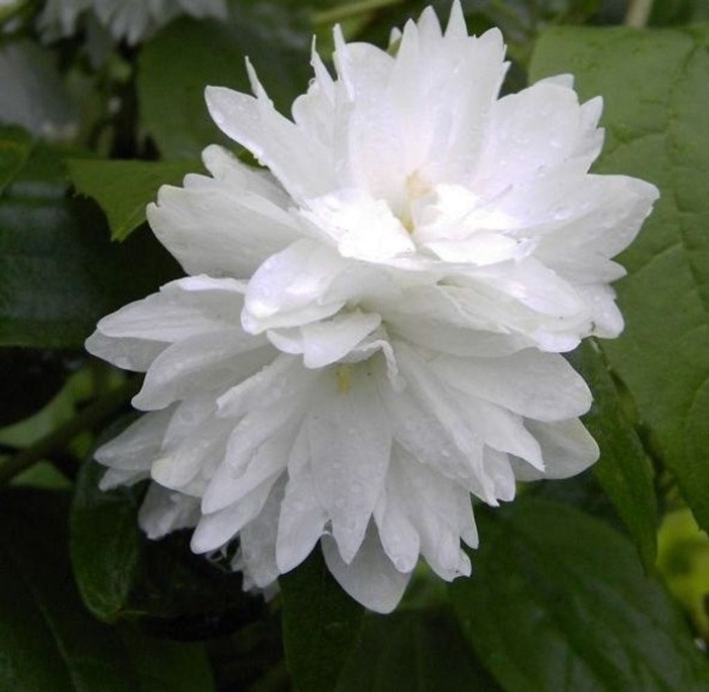 Gartenjasmin - Pfeifenstrauch - Philadelphus Minnesota Produktbild 