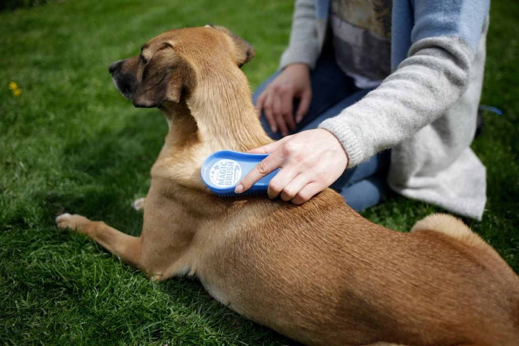 A person is brushing a dog on the grass.