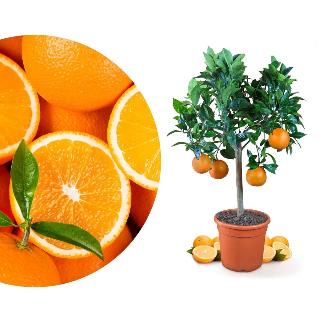 Meine Orangerie Orangenbaum Mezzo - echte Orange - Produktbild 