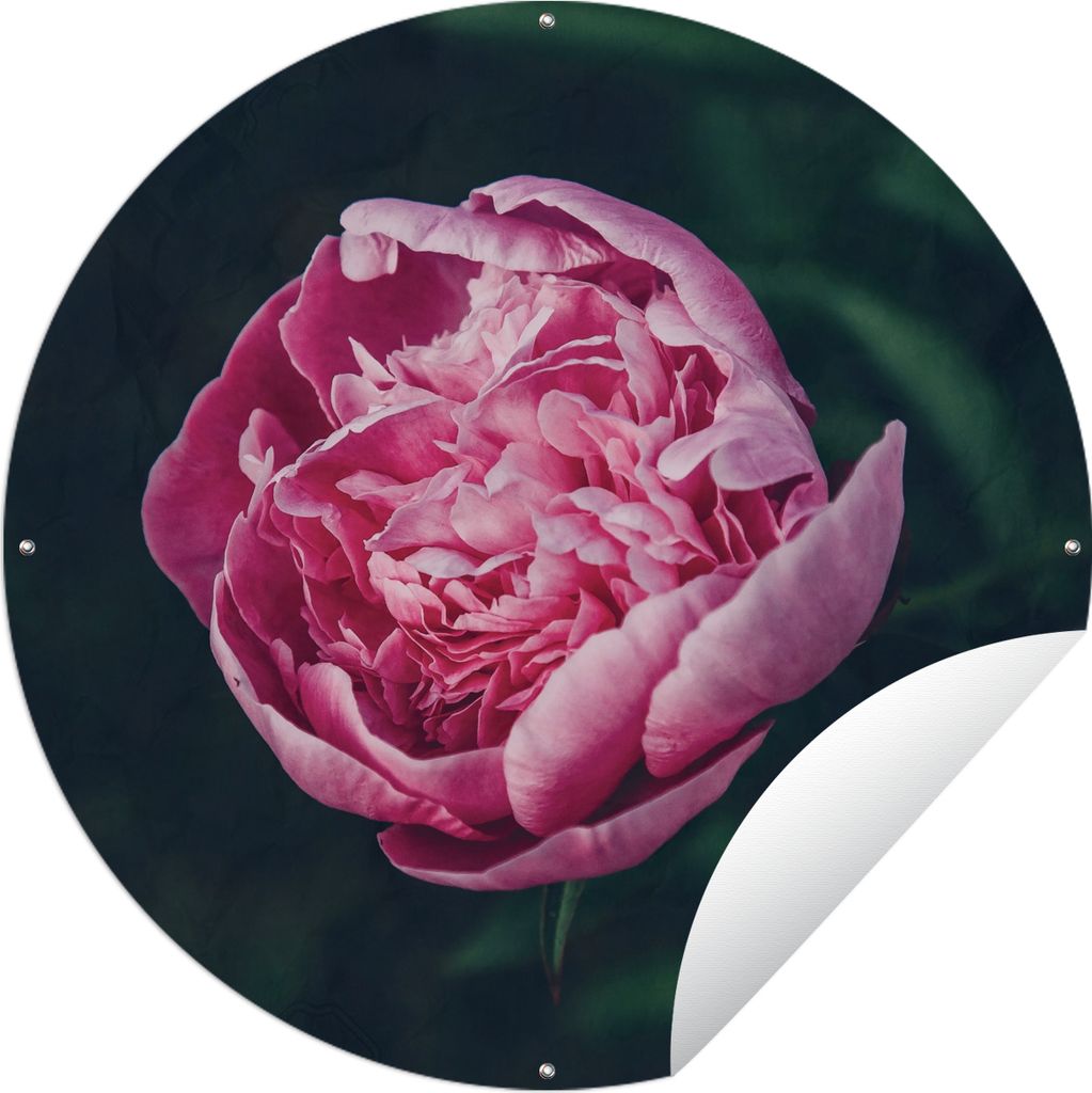 MuchoWow Gartenposter Outdoor-Poster Rund Blumen - Rosa - Rosen Ø 150 cm Gartendeko Rundes Poster draußen