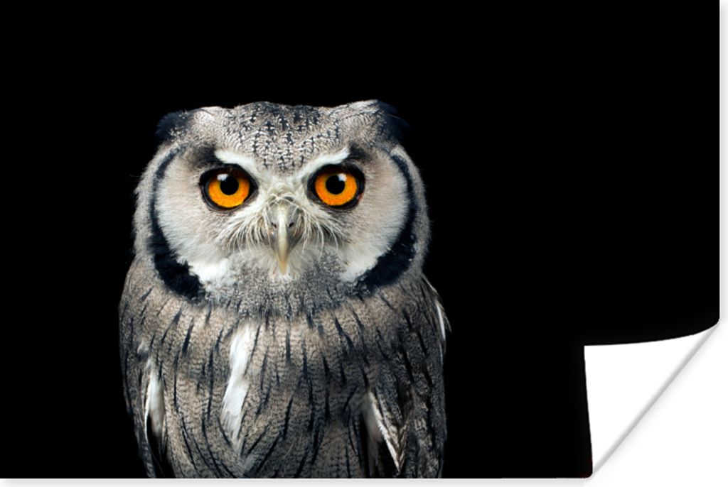 MuchoWow Poster Eule - Vogel - Orange - Schwarz 180x120 cm - Fotoplakat