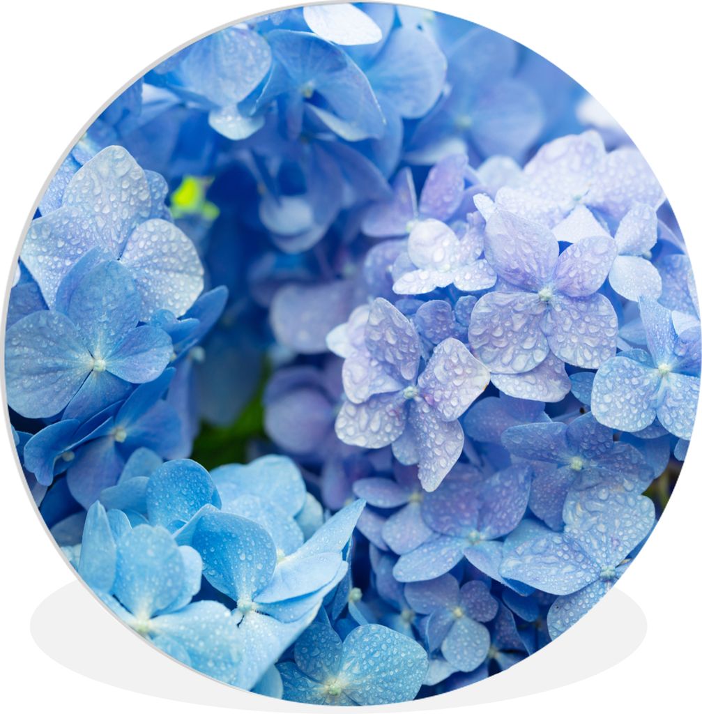 MuchoWow Rundes Wandbild - Runde Bilder Hortensie - Wassertropfen - Floral - Botanisch - Blau Ø 30 cm Kreis Wanddekoration Kunststoff - Wandkrei...