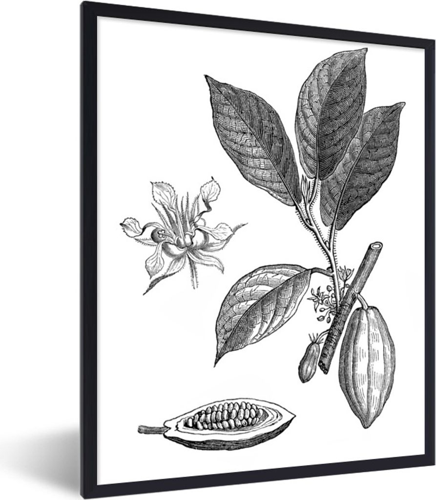 MuchoWow Gerahmtes Poster Eine schwarz-weiße Illustration einer Kakaopflanze 30x40 cm - Poster mit Schwarzem Bilderrahmen Wandposter Rahmen Foto...