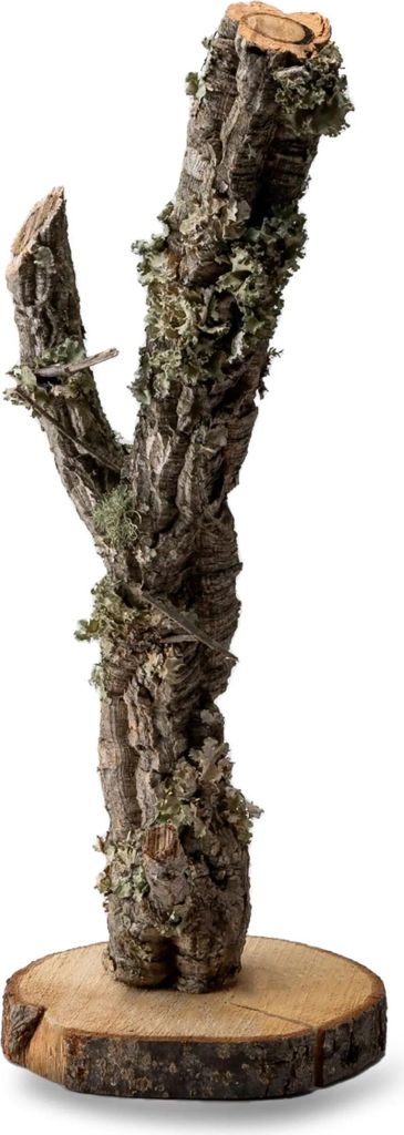 BioBranch Baum 30cm Korkeiche