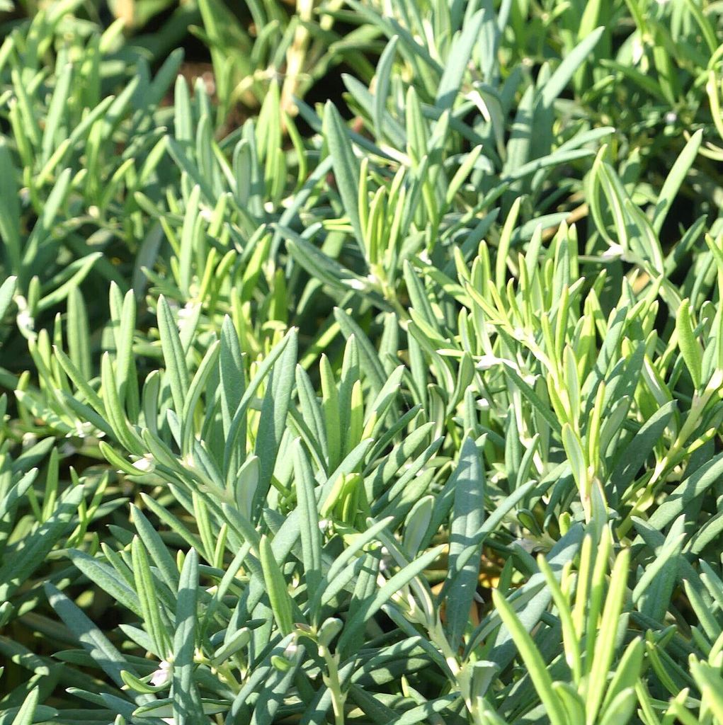 3 Stück echte Lavendelheide Andromeda glaucophylla latifolia 20 - 25 cm Lavendel