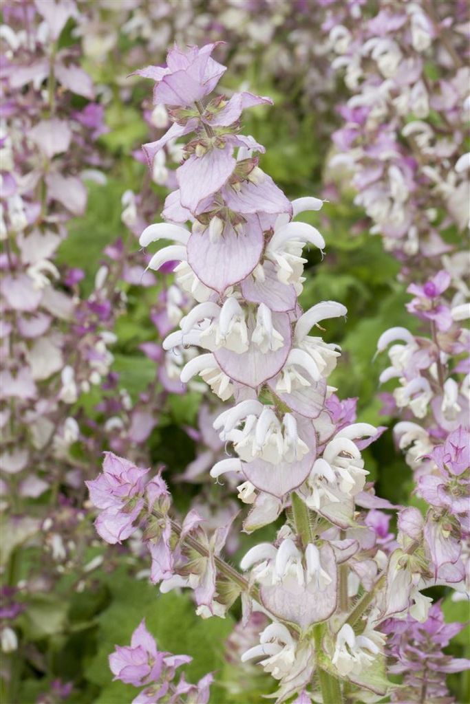 Muskatellersalbei, im Topf - Salvia sclarea Produktbild 