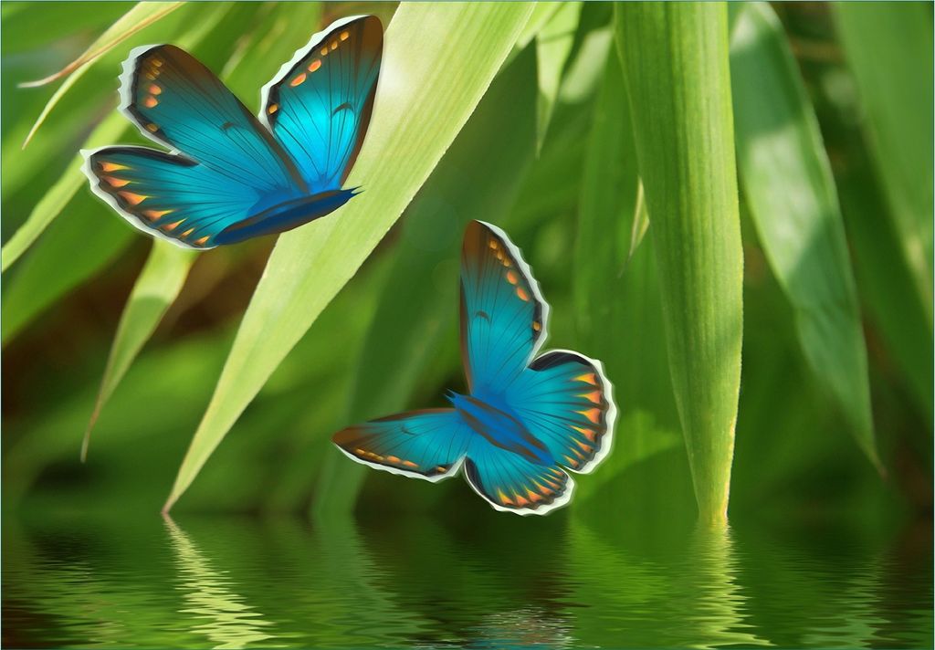 Wallario Fototapete Vliestapete, seidenmatte Oberfläche, einfache Verarbeitung, Größe 200 x 140 cm, Motiv Schmetterlinge in Reflektion