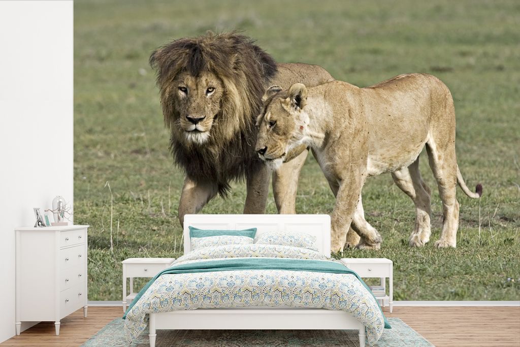 MuchoWow Fototapete für Wohnzimmer oder Schlafzimmer Wandtapete Vinyl Motivtapete Löwe - Löwin - Gras - 525x350 cm - Das Hintergrundbild
