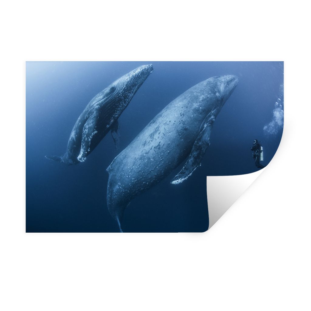 MuchoWow Wandtattoo Wandsticker Wandaufkleber Wal - Taucher - Meer 60x40 cm Selbstklebend und Repositionierbar - Wierderverwendbar - Selbstklebend
