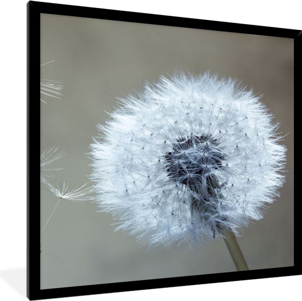 MuchoWow Gerahmtes Poster Löwenzahn - Blume - Pflanze 40x40 cm - Poster mit Schwarzem Bilderrahmen Wandposter Rahmen Foto Bilder - Mit Rahmen - ...