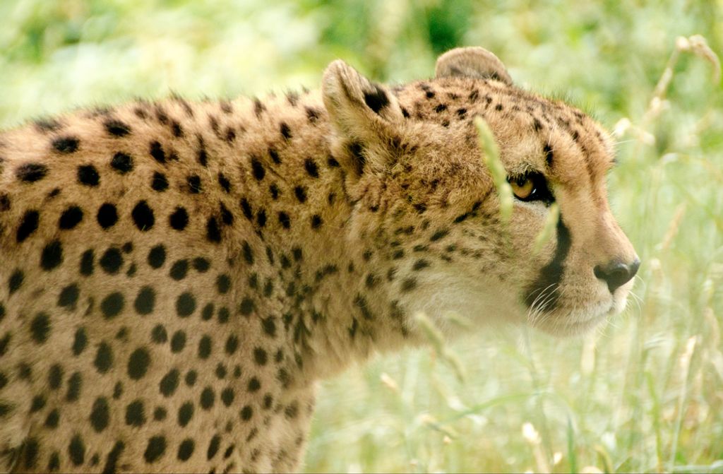 hansepuzzle 75439 - Leopard Puzzle, 500 Teile, Tierwelt, 46,0 x 30,0cm mit hochwertiger Aufbewahrung, Kartonbox und wiederverschließbarem Beutel