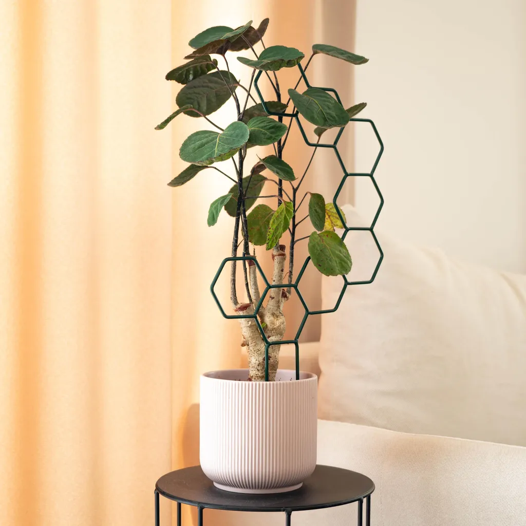 Soutenir vos plantes d'intérieur avec le support hexagonal KADAX x3 vert - 3