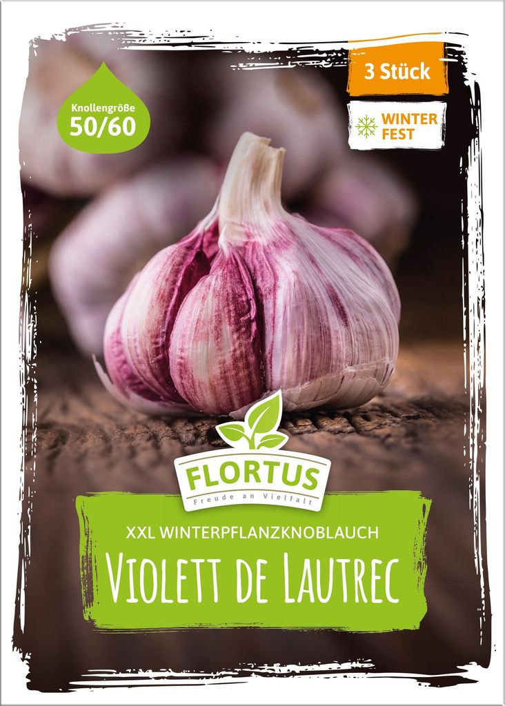 Artikelbild 2 von 'XXL Winterpflanzknoblauch Violett de Lautrec'