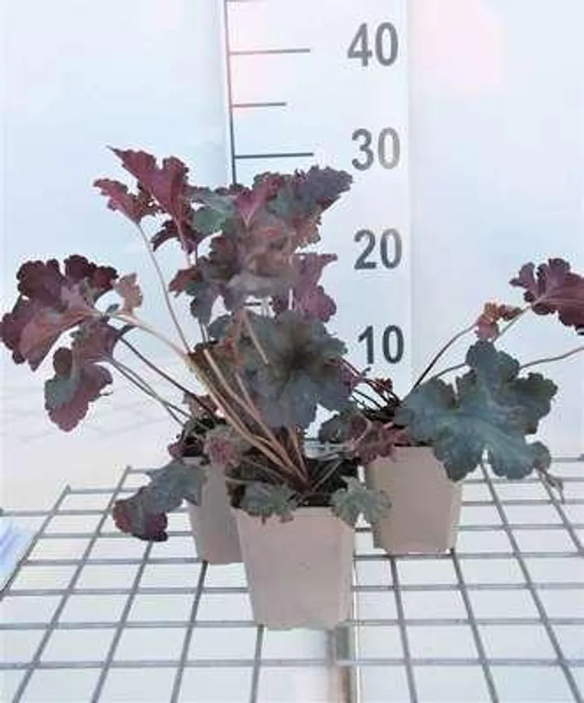 Lot de 6 Heuchères Stormy Seas - Plantes Vivaces d'Ombre en Godets