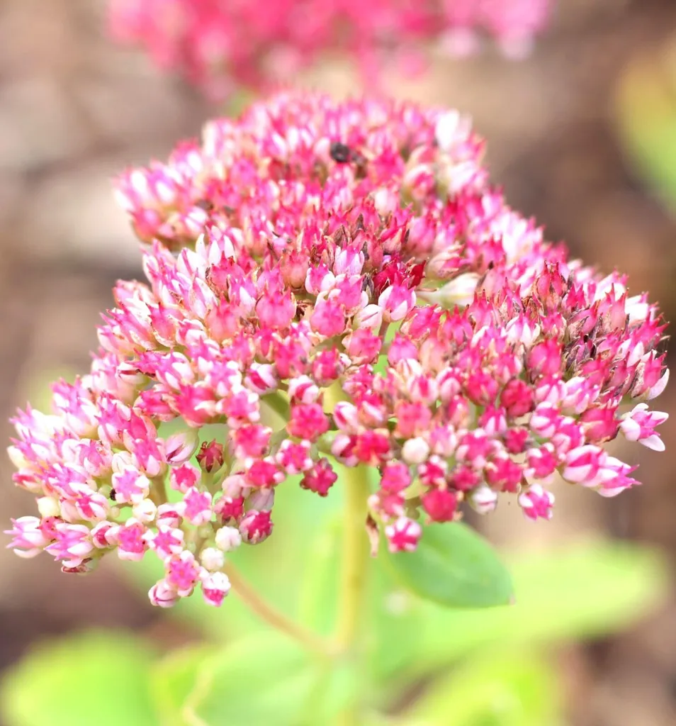 5 Vivaces Sedum Telephium Herbstfreude en pot 9x9cm Joie d'Automne