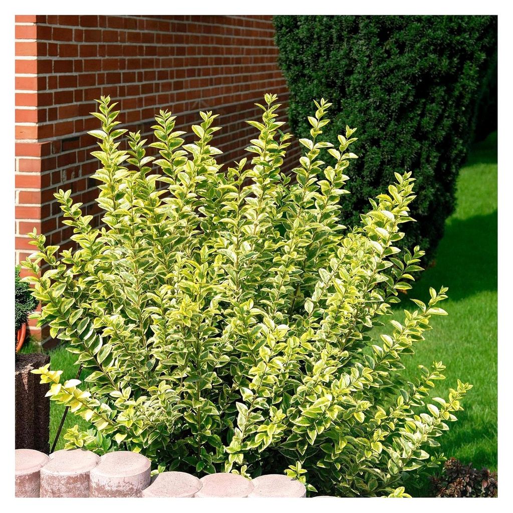 Ligustrum ovalifolium 'Aureum' (Gehölz/Heckenpflanze/Winterhart/Mehrjährig/Immergrün) Goldliguster - Robuste Pflanze mit goldgelber Ausstrahlung