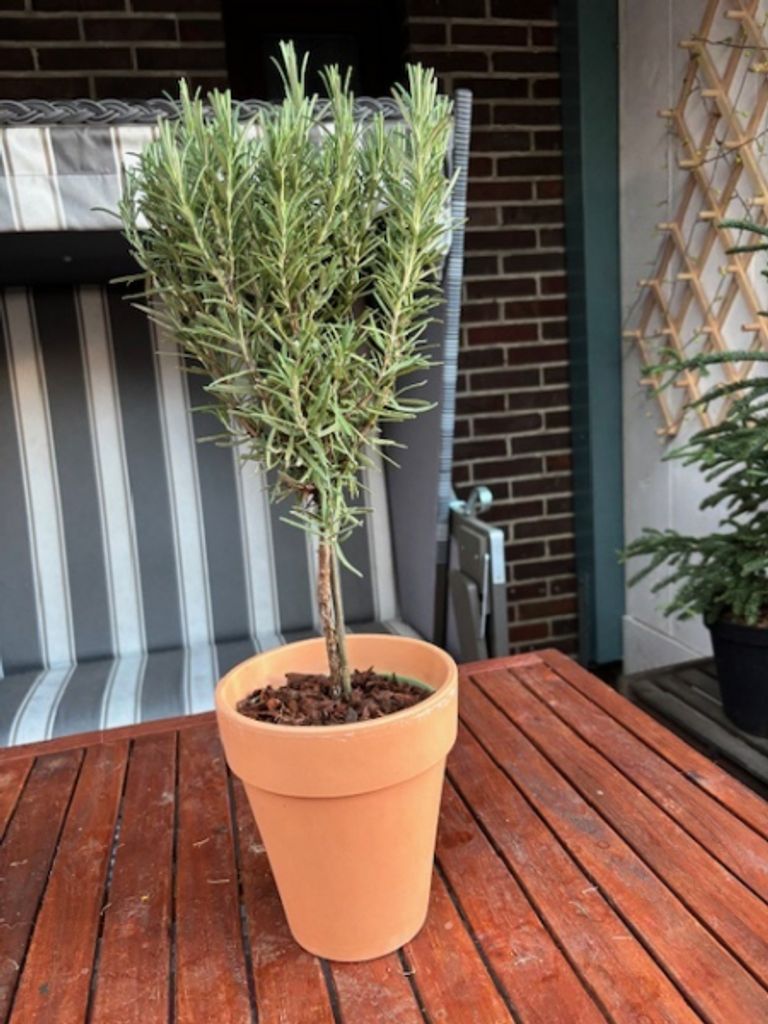 Rosmarin Mini-Stamm - Rosmarinus officinalis Stämmchen - 20cm+Krone