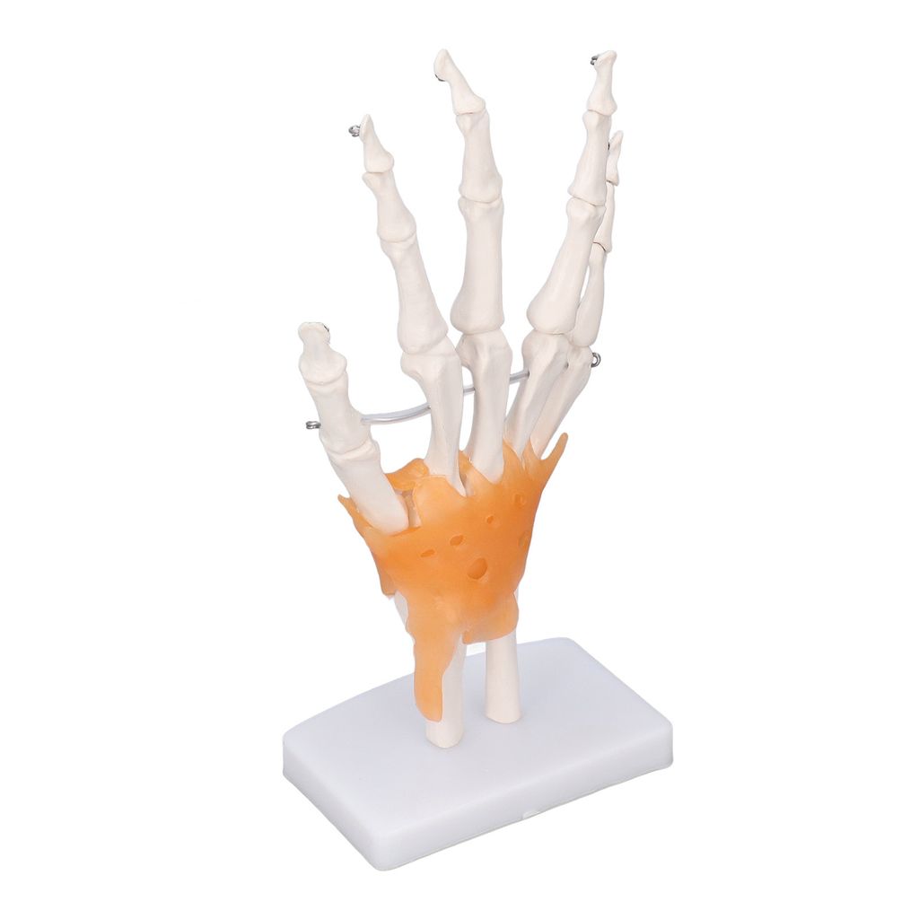 Hand Skeleton Model,Life Size Hand Model,Hand Joint Model,Hand Bone Model,Human Hand Skeleton Model,Anatomy Hand Model