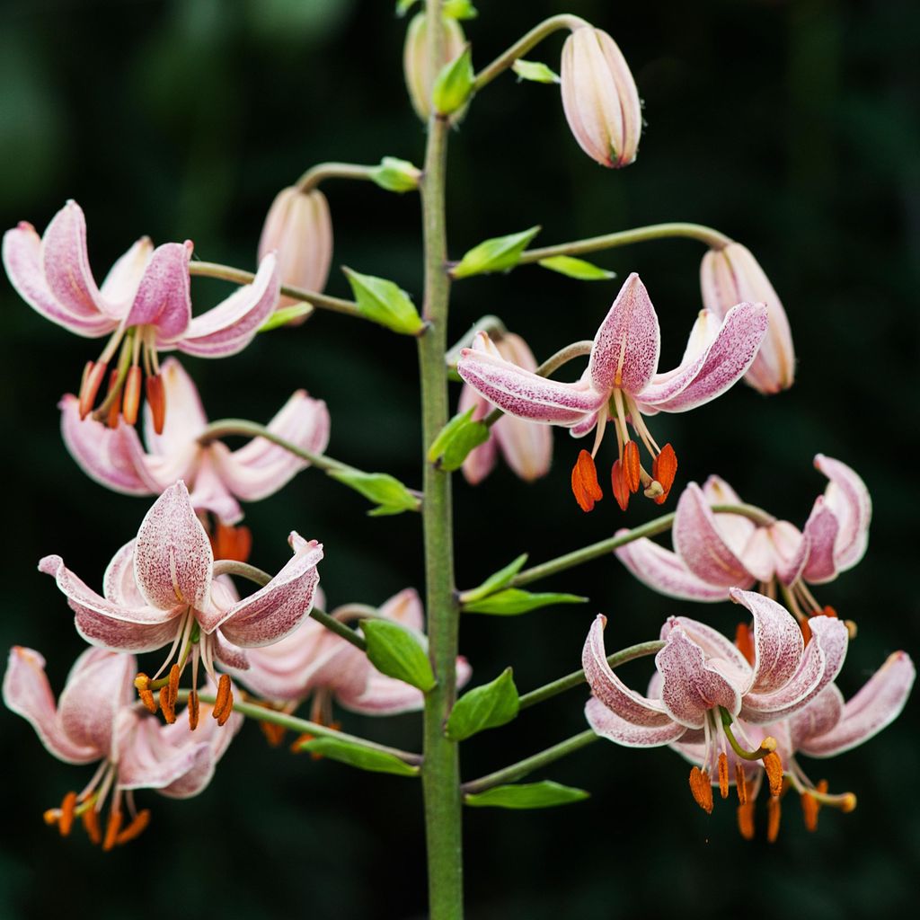 Lilien Blumenzwiebeln Zwiebeln Blumen Türkenbund-Lilie Pink Morning 1 St.