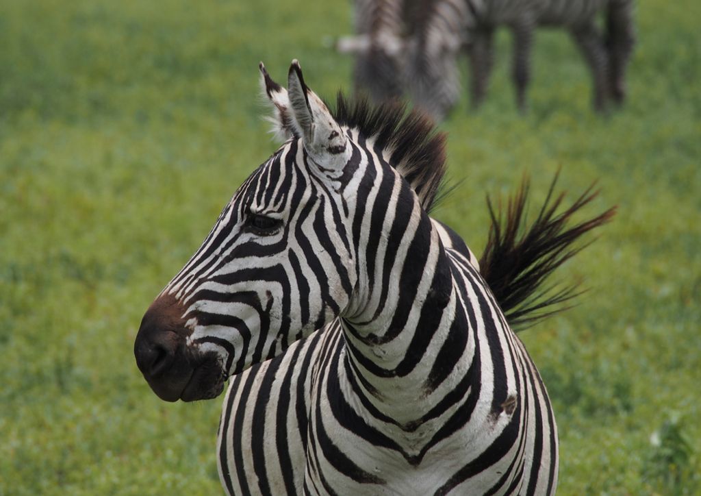 hansepuzzle 75519 - Zebra Puzzle, 260 Teile, Tierwelt, 41,0 x 28,0cm mit hochwertiger Aufbewahrung, Kartonbox und wiederverschließbarem Beutel