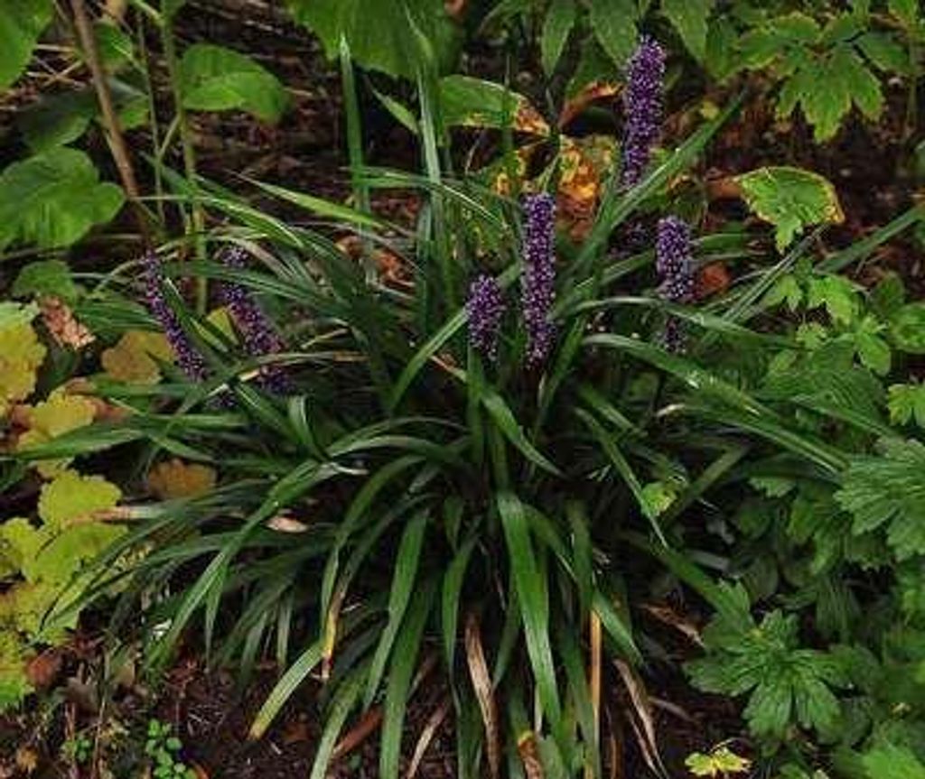 6 x Liriope muscari - Lilientraube - Topf 9 x 9 cm