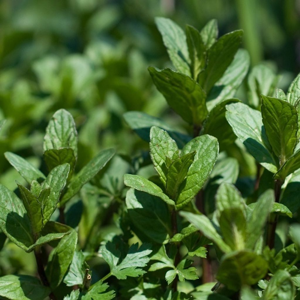 6 x Pfefferminze - Mentha piperita  | Topf 9cm x 9cm Produktbild 