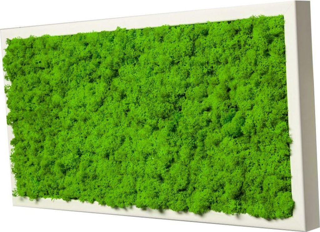 Moosbild mit echtem Islandmoos (weiß 100x35 cm) Produktbild 
