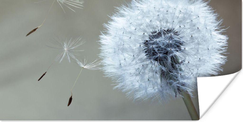 MuchoWow Poster Löwenzahn - Blume - Pflanze 150x75 cm - ohne Rahmen