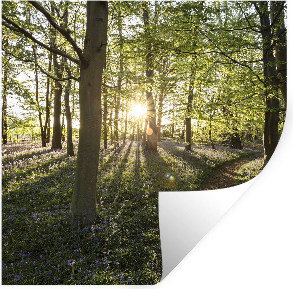 MuchoWow Wandtattoo Wandsticker Wandaufkleber Wald - Baum - Sonne 100x100 cm Selbstklebend und Repositionierbar - Wierderverwendbar - Selbstklebend