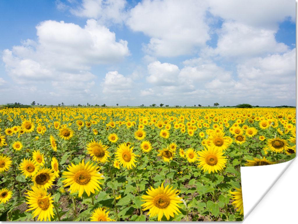 MuchoWow Poster Sonnenblumen - Blumen - Wolken - Natur - Gelb - Landschaft 80x60 cm - Kunst für zu Hause