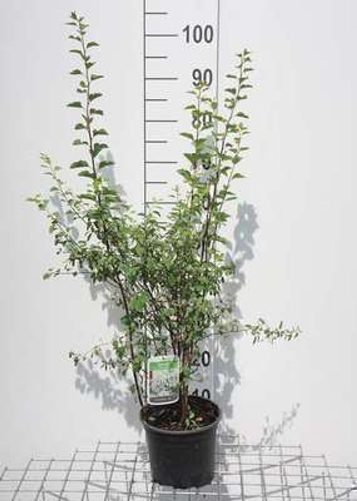 Spiraea vanhouttei - Spiraea nuziale 30- 40 cm - Immagine del prodotto 