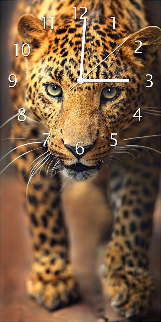 Wallario Design Wanduhr bedruckt, Größe 30 x 60 cm, Motiv: Leopard in Nahaufnahme beim Laufen