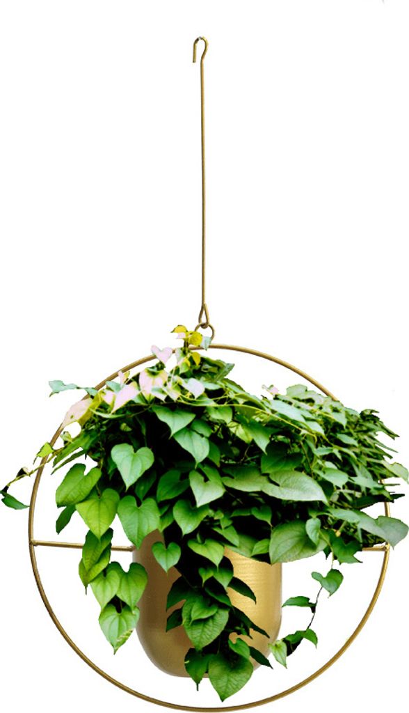 Metall Hängend Blumentop, Hängender Dekorationstopf, Blumenampel Decke hängender Übertopf für Zimmerpflanzen, Sukkulenten, Luftpflanzen, gold,...
