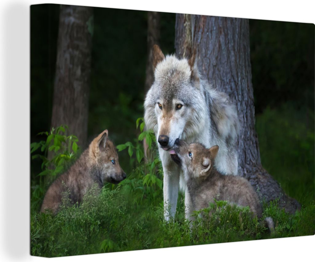 OneMillionCanvasses - Leinwandbilder - 140x90 cm, Wolf - Moos - Wald - Welpe, Wandbilder Kunstdruck Wanddekoration