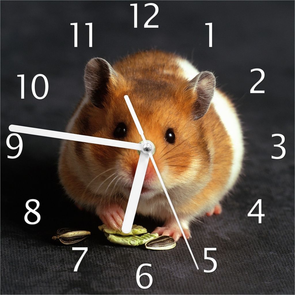 Wallario Design Wanduhr Putziger Hamster mit Nüssen zwischen den Pfoten aus Echtglas, Größe 20 x 20 cm