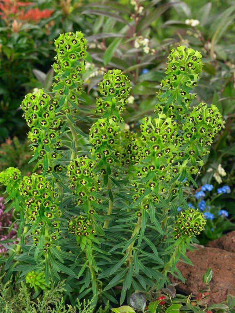 Euphorbia characias ssp. characias, Wolfsmilch, ca. 11x11 cm Topf