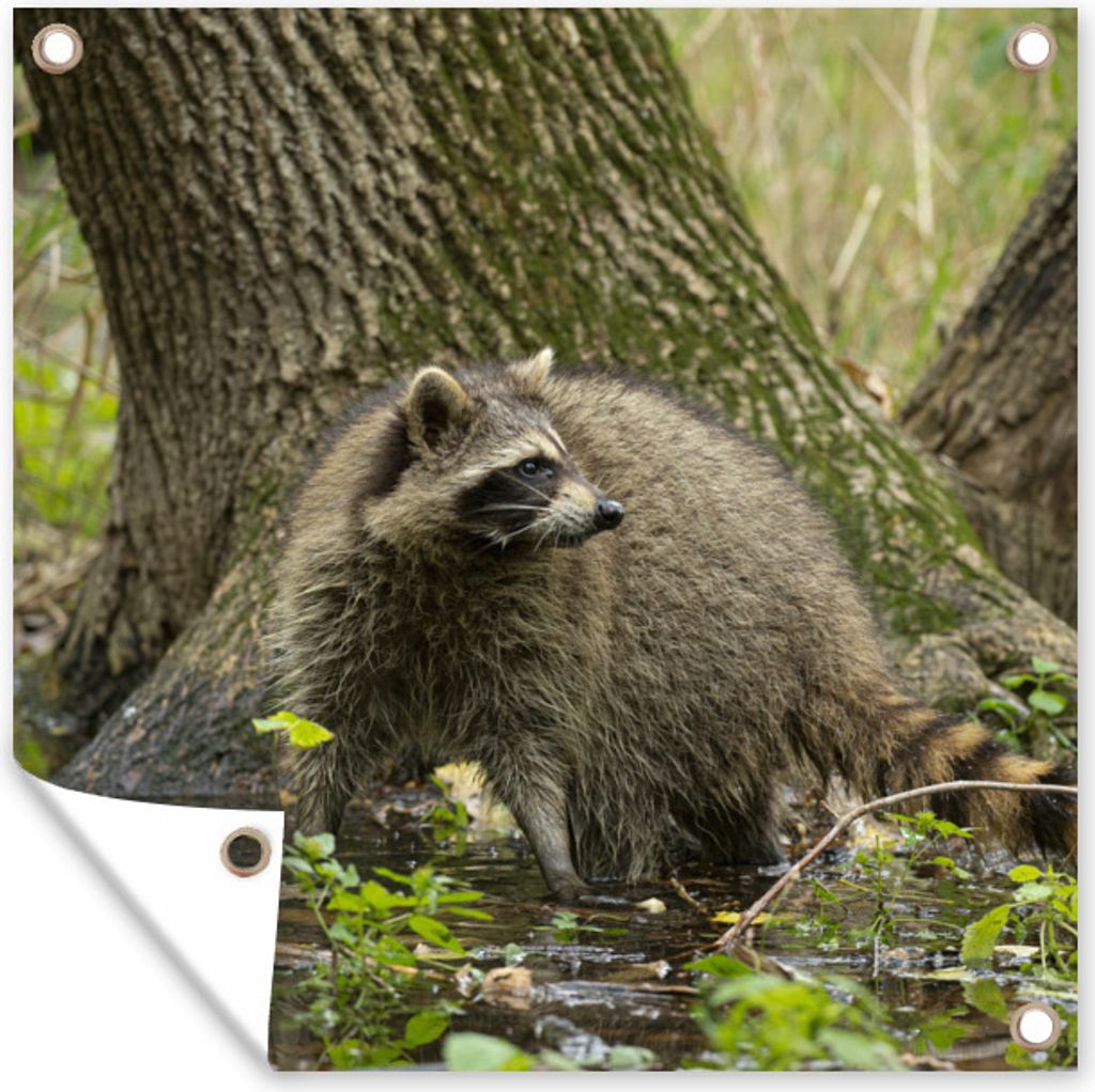 MuchoWow 50x50 cm Outdoor-Poster Gartendeko Sichtschutz Garten Poster für den Garten Waschbär - Wasser - Wald