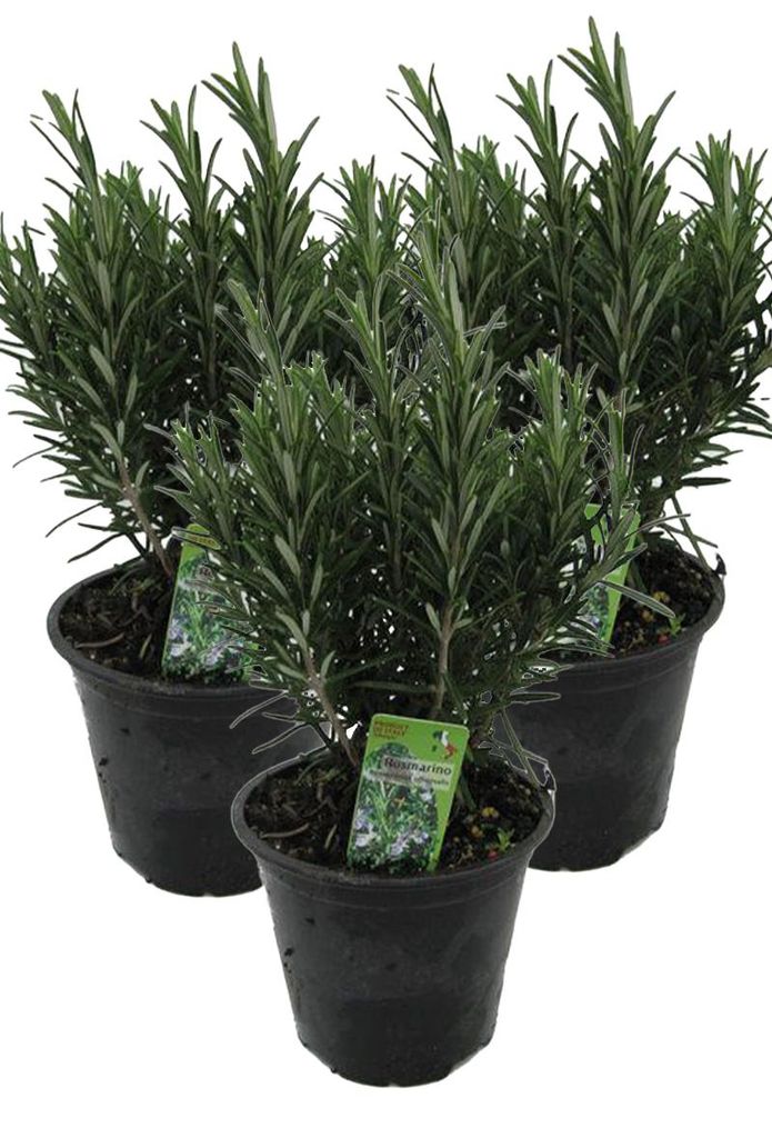 Enseleits 3er Set XXL italienischer Rosmarin im Topf - Rosmarinus officinalis