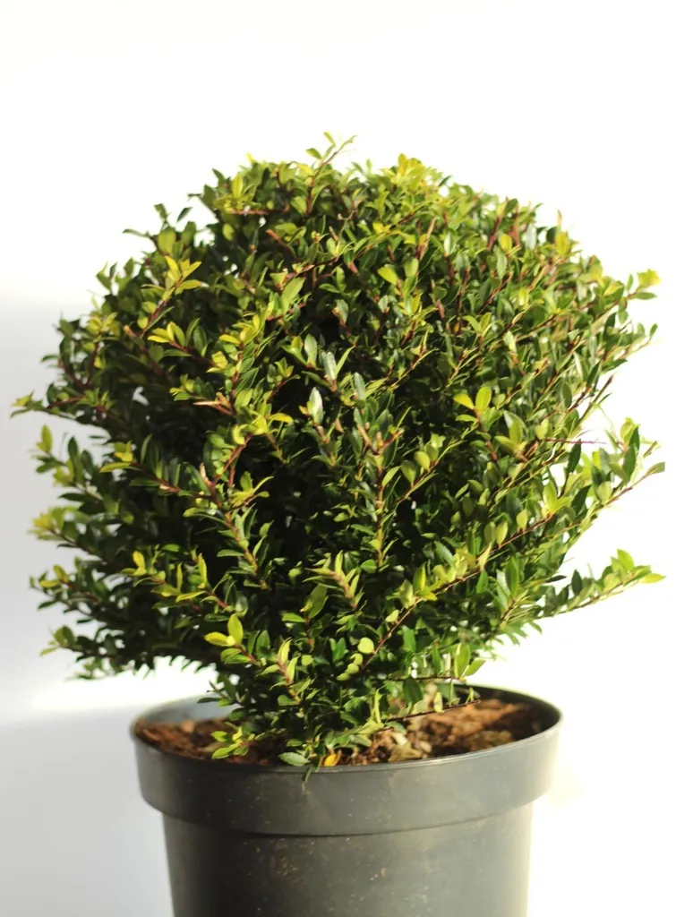Houx du Japon Ilex crenata Twiggy en boule de 35-40 cm pour jardin