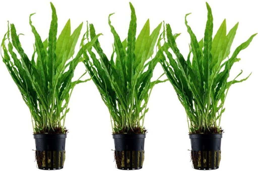 Aquarium Pflanze 3 Stück Microsorum pteropus  Wasserpflanze Produktbild 