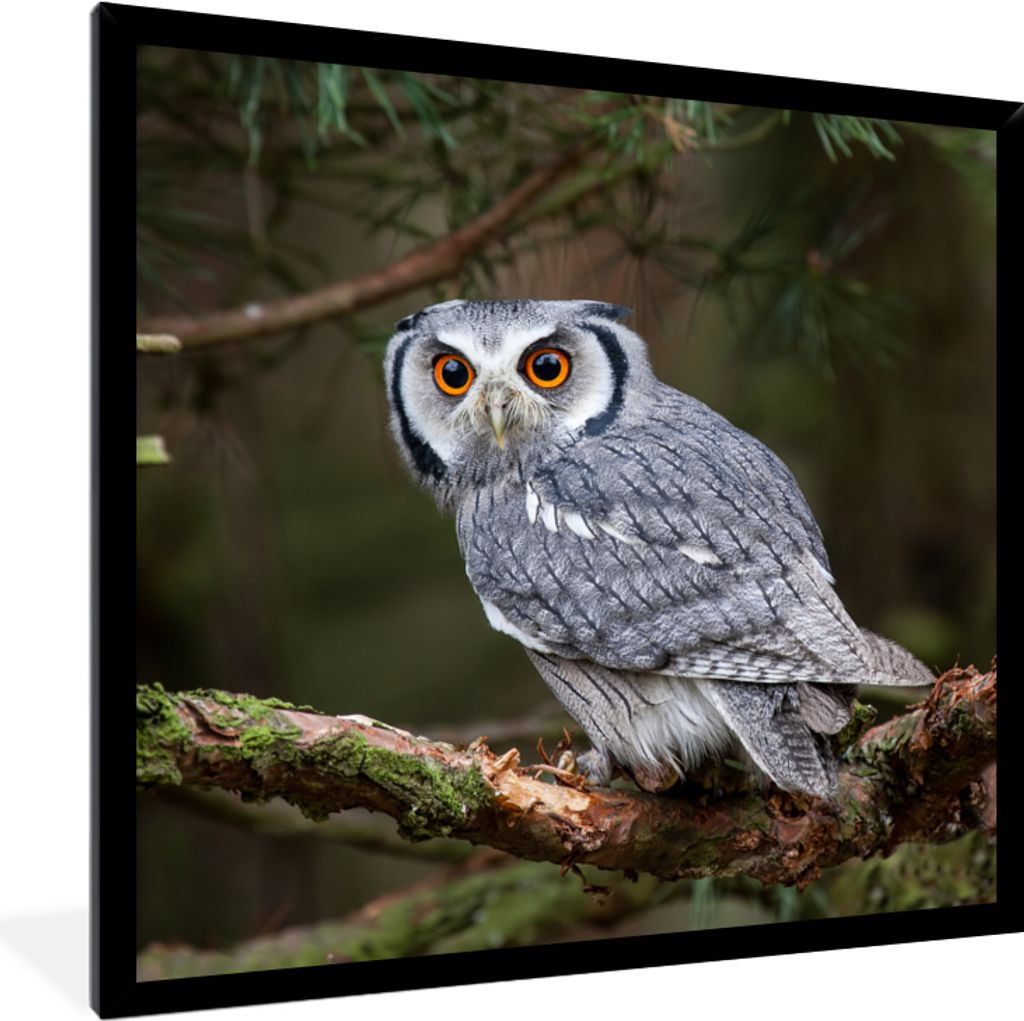 MuchoWow Gerahmtes Poster Eule - Vogel - Äste - Natur 40x40 cm - Poster mit Schwarzem Bilderrahmen Wandposter Rahmen Foto Bilder - Mit Rahmen - ...