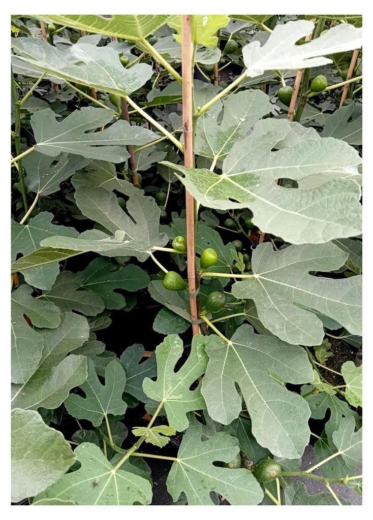 Ficus carica aromatische Feige Feigenbaum 60-80 cm