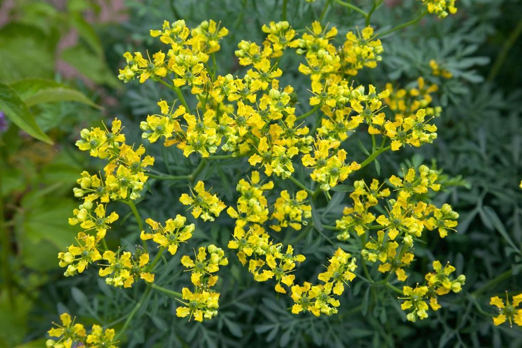 Ruta graveolens, Weinraute, aromatisch, ca. 9x9 cm Topf Produktbild 