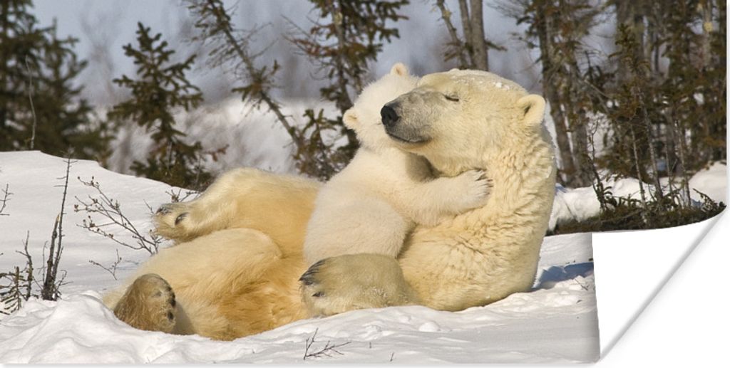 MuchoWow Poster Eisbär - Schnee - Höhle - Jungtier 40x20 cm - Poster für die Wand - Poster Schlafzimmer