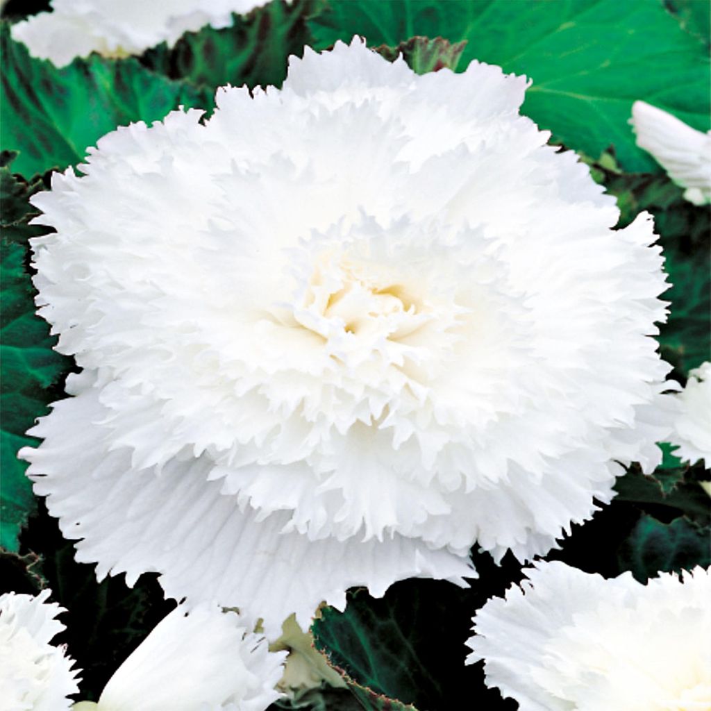 Bégonia frangé blanc White 1 pièce bégonias plants plant Image du produit 