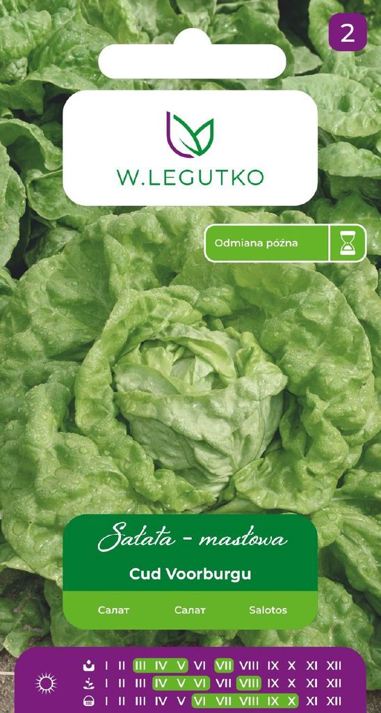 Saatgut von Miracle Voorburg Salat 1g - W.Legutko