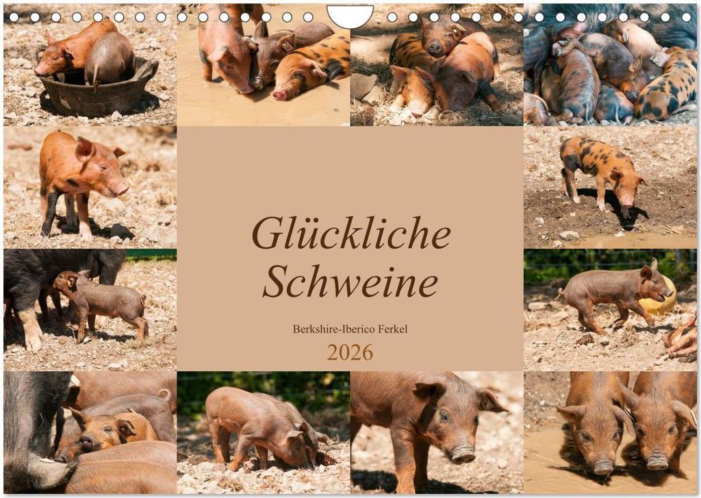 Glückliche Schweine Berkshire-Iberico Ferkel (Wandkalender 2026 DIN A4 quer), CALVENDO Monatskalender