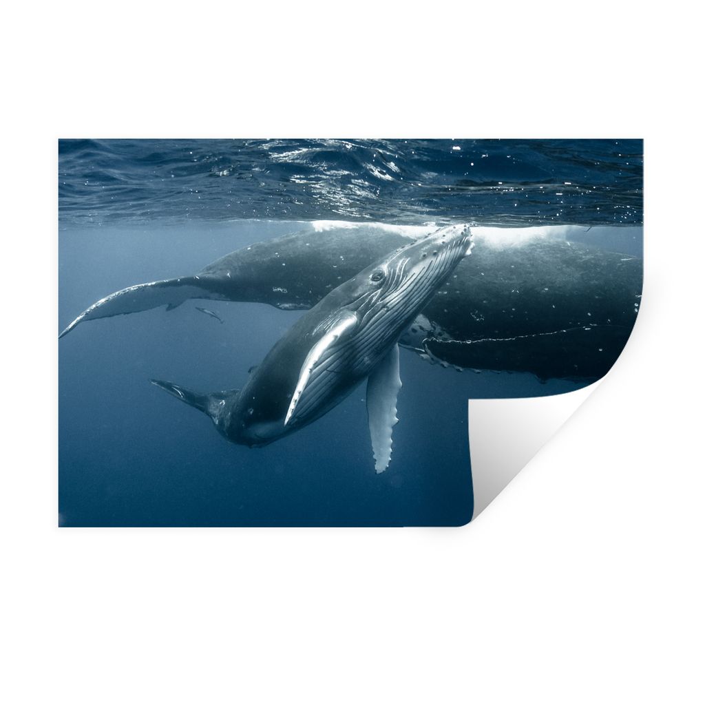 MuchoWow Wandtattoo Wandsticker Wandaufkleber Wal - Kalb - Wasser 30x20 cm Selbstklebend und Repositionierbar - Wierderverwendbar - Selbstklebend